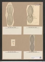 Navicula elliptica var. minut Ktz. (de-Toni-Nr.: Genus 1, Species 298) Zeichnungen Sammlung Grunow Nr. 691 (NHMW-BOT-W0367066)
